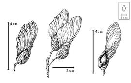  Fruit and seed:  P. nitens  E.L.R. Tulasne - left fruit, center fruit cluster, right seed in situ.
