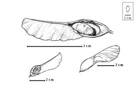  Fruit and seed:  P. membranulaceum  (Blanco) Merrill - bottom left fruit;  P. stellatum  (Forsskål) J.P.M. Brenan - bottom right fruit, top seed in situ.
