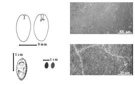  Seed, cotyledon, embryo, and testa:  P. punctatum  Hemsley - testa SEMs;  P. stellatum  (Forsskål) J.P.M. Brenan - bottom far left seed topography, top left cotyledon auriculate concealing all but tip of radicle (L) and embryonic axis (R);  P.  spp. - bottom left center seeds.
