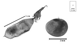  Fruit and seed:  P. anomalum  G. Bentham - fruit and seed.
