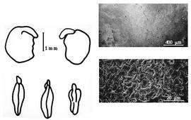  Cotyledon, embryo, and testa:  P. anomalum  G. Bentham - embryo, cotyledons, and testa SEMs.
