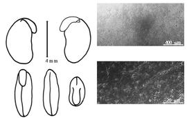  Cotyledon, embryo, and testa:  P. montana  (J. de Loureiro) E.D. Merrill var.  lobata  (C.L. von Willdenow) L.J.G. Van Der Maesen & S. Almeida - embryo, cotyledons, and testa SEMs.
