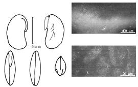  Cotyledon, embryo, and testa:  P. alasoa  D.J. Du Puy & J.-N. Labat - embryo, cotyledons, and testa SEMs.
