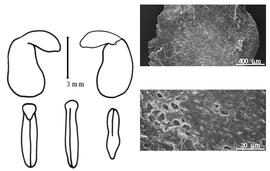  Cotyledon, embryo, and testa:  R. amplexicaulis  (C. Linnaeus) C.P. Thunberg - embryo, cotyledons, and testa SEMs.
