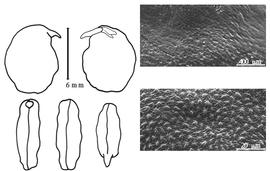  Cotyledon, embryo, and testa:  R. strobilophora  (B.L. Robinson) J.N. Rose - embryo, cotyledons, and testa SEMs.
