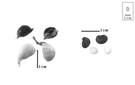  Fruit and seed:  R.  spp. - fruits and seeds.
