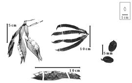  Fruit and seed:  R. lowdenii  W.S. Judd - top left and top center fruits;  R. planisiliqua  (C. Linnaeus) I. Urban - bottom center fruit and right seeds.
