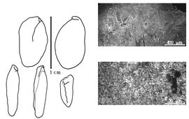  Cotyledon, embryo, and testa:  R. lowdenii  W.S. Judd - embryo and cotyledons;  R. planisiliqua  (C. Linnaeus) I. Urban - testa SEMs.
