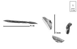  Fruit and seed:  R. poggei  (P.H.W. Taubert) H.A.T. Harms - fruit and seeds.
