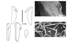  Cotyledon, embryo, and testa:  R. poggei  (P.H.W. Taubert) H.A.T. Harms - embryo, cotyledons, and testa SEMs.
