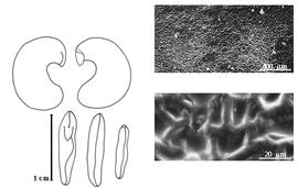  Cotyledon, embryo, and testa:  R. magalhaesii  (C.T. Rizzini) H.C. de Lima & A.M.S. de Fonseca Vaz - embryo, cotyledons, and testa SEMs.
