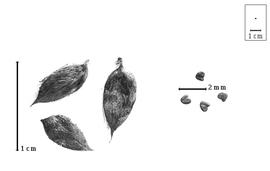  Fruit and seed:  R. vanderystii  R. Wilczek - fruits and seeds.
