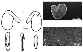  Cotyledon, embryo, and testa:  R. vanderystii  R. Wilczek - embryo, cotyledons, and testa SEMS.
