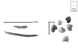  Fruit and seed:  R.  spp. - fruits and seeds.
