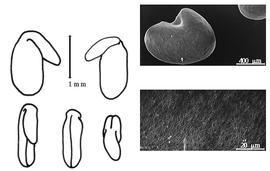  Cotyledon, embryo, and testa:  R. indica  (C. Linnaeus) G.C. Druce - embryo, cotyledons, and testa SEMs.
