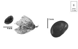  Fruit and seed:  R. physodes  (D. Douglas ex W.J. Hooker) J.W. Grimes - left fruits with and without calyx and right seed.
