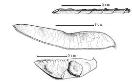  Fruit and seed:  S. declinata  (J.G. Jack) F.A.W. Miquel - center fruit;  S. indica  C. Linnaeus - bottom seed in situ;  S. thaipinsensis  Cantley ex King - top enrolled valve.
