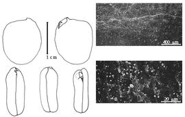  Cotyledon, embryo, and testa:  S. usambarense  H.A.T. Harms - embryo, cotyledons, and testa SEMs.
