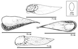  Fruit and seed:  S. amazonicum  J.E. Huber ex W.A. Ducke - left opened fruit, right winged endocarp in situ, bottom winged endocarp, top seed in situ in winged endocarp.
