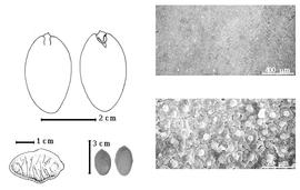  Seed, cotyledon, embryo, and testa:  S. parahybum  (Velloso) Blake - top left cotyledon auriculate and notched and concealing margins of radicle (L) and embryonic axis (R), bottom far left seed topography, testa SEMs; S. spp. - bottom left center seeds.
