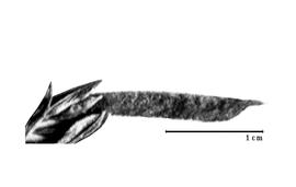  Fruit:  S. paradoxa  P.H.W. Taubert - fruit.
