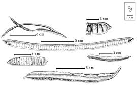  Fruit and seed:  S. alata  (C. Linnaeus) W. Roxburgh - bottom dehisced fruit;  S. bicapsularis  (C. Linnaeus) W. Roxburgh - right center fruit;  S. candolleana ( J.R.T. Vogel) Irwin & R.C. Barneby - center fruit;  S. didymobotrys  (Fresenius) Irwin & R.C. Barneby - left center fruit;  S. hirsuta  (C. Linnaeus) Irwin & R.C. Barneby - top left dehisced fruit;  S. pistaciifolia  (K.S. Kunth) Irwin & R.C. Barneby - top right seed in situ.
