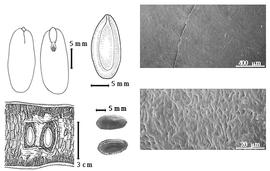  Seed, cotyledon, embryo, and testa:  S. hooglandii  (Fosberg) Kanis - bottom far left seeds in situ, top far left cotyledons concealing all but radicle tip (L) and embryonic axis (R), top left center seed topography;  S. vitiensis  A. Gray - bottom left center seeds, testa SEMs.
