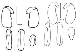  Cotyledon, embryo, and testa:  S. emerus  (J.B.C.F. Aublet) I. Urban - left group of embryo and cotyledons;  S. vesicaria  (N.J. von Jacquin) S. Elliott - right group with embryo and cotyledons.
