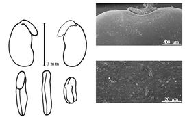  Cotyledon, embryo, and testa:  S. pampaniniana  Handel-Mazzetti - embryo, cotyledons, and testa SEMs.
