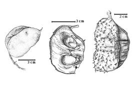  Fruit and seed:  S. siamensis  Teysmann - right and left dehisced fruits;  S. supa  Merrill - center seeds in situ.
