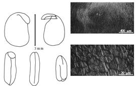  Cotyledon, embryo, and testa:  S. lagopus  (S.T. Dunn) B. Verdcourt - embryo, cotyledons, and testa SEMs.
