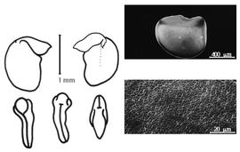  Cotyledon, embryo, and testa:  S. semperflorens  C.F.P. von Martius - embryo, cotyledons, and testa SEMs.
