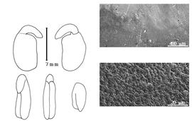  Cotyledon, embryo, and testa:  S. saharae  (E.S.-C. Cosson & E. Reboul) A.N. Pomel - embryo, cotyledons, and testa SEMs.
