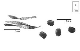  Fruit and seed:  S. junceum  C. Linnaeus - dehisced fruit, valve, and seeds.
