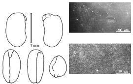  Cotyledon, embryo, and testa:  S. kilimandscharicum  P.H.W. Taubert - embryo, cotyledons, and testa SEMs
