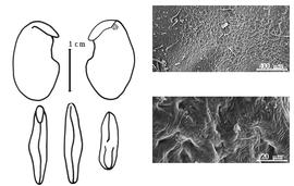  Cotyledon, embryo, and testa:  S. suberectus  D.B. Dunn - embryo, cotyledons, and testa SEMs.
