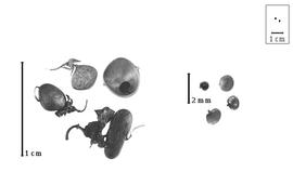  Fruit and seed:  S.  spp. - fruits with or without calyx and seeds.
