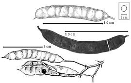  Fruit and seed:  S. acatlensis  (G. Bentham) R.C. Barneby & J.W. Grimes - fruits and seed in situ.
