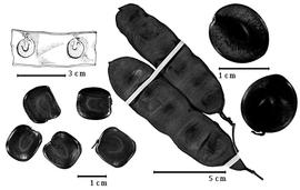  Fruit and seed:  S. acatlensis  (G. Bentham) R.C. Barneby & J.W. Grimes - top left seeds in situ, bottom left and top right seeds;  S. platyloba  (Bertero ex A.P. de Candolle) R.C. Barneby & J.W. Grimes - center fruits.
