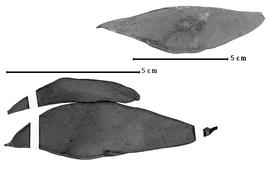  Fruit:  S. longifolia  (A.P. de Candolle) H.E. Baillon - fruits.
