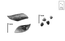  Fruit and seed:  S. boivinii  (P.B. Webb) G.A. da S.F. Sampaio - inner and outer valve surfaces;  S.  spp. - seeds.
