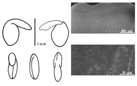  Cotyledon, embryo, and testa:  S. genistoides  (F.d'A. Brotero) G.A. da S.F. Sampaio - embryo, cotyledons, and testa SEMs.
