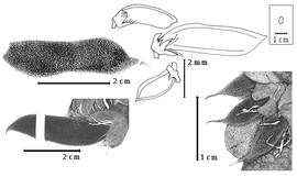  Fruit:  S. chrysantha  (Adamson) Van Wyk & Schutte - bottom right fruits;  S. insignis  (Compton) Van Wyk & Schutte - left fruits,; S. spp. - top center fruits.
