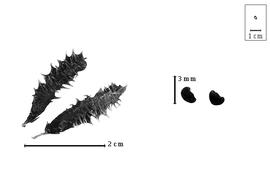  Fruit and seed:  S. tibetica  G. Bentham - fruits and seeds.
