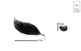  Fruit and seed:  S. speciosa  S.F.L. Endlicher - fruit and seed.
