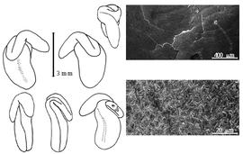  Cotyledon, embryo, and testa:  S. speciosa  S.F.L. Endlicher - embryo, cotyledons, and testa SEMs.
