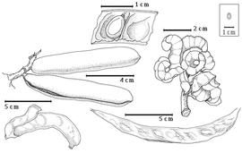  Fruit and seed:  S. adstringens  (X.R. García Martínez) J. Coville - top left fruit cluster;  S. coriaceum  G. Bentham - bottom left fruit;  S. goyazense  P.H.W. Taubert - top center seed in situ;  S. guianense  (J.B.C.F. Aublet) G. Bentham - bottom right fruit;  S. polystachyum  (F.A.W. Miquel) A. Kleinhoonte - top right fruit cluster.
