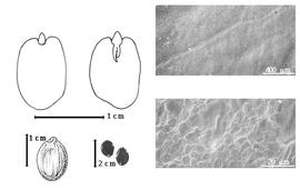  Seed, cotyledon, embryo, and testa:  S. moavi  P.H.W. Taubert - top left cotyledon cordate and investing exposed radicle (L) and embryonic axis (R), bottom far left seed topography, bottom left center seeds, testa SEMs.
