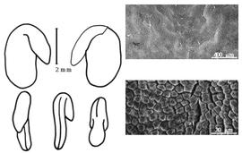  Cotyledon, embryo, and testa:  S. frutescens  (C. Linnaeus) R. Brown - embryo, cotyledons, and testa SEMs.
