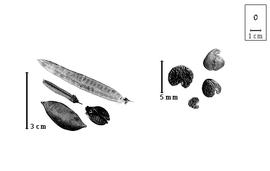  Fruit and seed:  S.  spp. - fruits, valve, and seeds.
